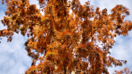 Low angle view of a bald, blushing cypress tree in the middle of autumn, under a blue sky	