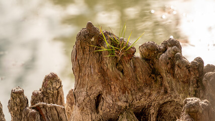 Close-up of a bald cypress root in the shape of a cliff and its tuft of grass at the top, in the middle of the lake	