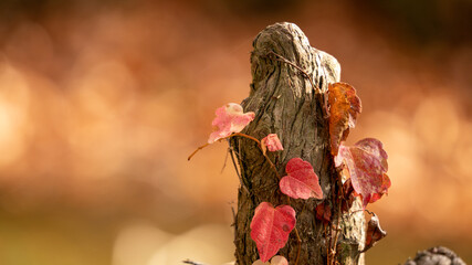 Beautiful close-up on a large bald cypress root, and a red yellow ivy stalk climbing on it	