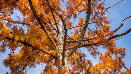Low angle view of a bald, blushing cypress tree in the middle of autumn, under a blue sky	