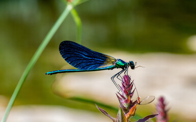 Caballito del diablo azul posado en una planta mientras se come un insecto que ha cazado. Calopteryx virgo.
