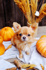 Chihuahua and pumpkin