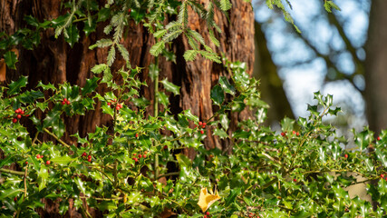 Magnificent holly and its pretty red berries against a majestic Sequoia trunk	