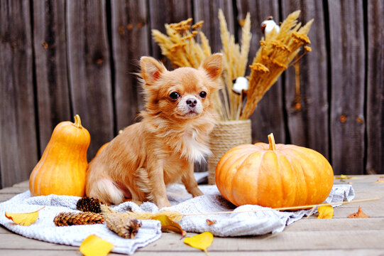 dog in halloween decorations, chihuahua among pumpkins on wooden background
