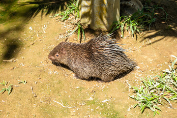 フィリピン、パラワン州のブスアンガ島コロン島周辺の観光名所を旅行する風景 Scenes from a trip around Coron Island, Busuanga, Palawan, Philippines.