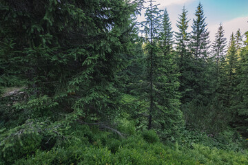 green and beautiful forest. walks in the woods