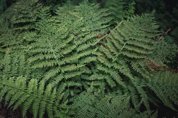 fern bush growing in the forest