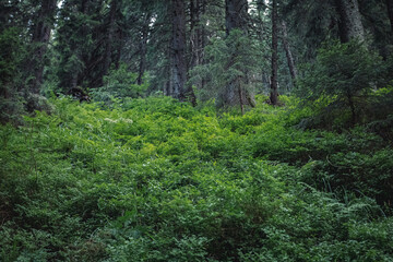 Fototapeta na wymiar green and beautiful forest. walks in the woods