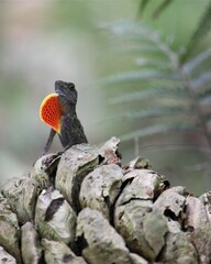 Crested Lizard Sunbath