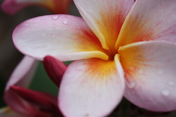 Lily Blossom Dewdrops