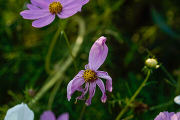 A pink cosmos flower at the final stages of the blooming season. 