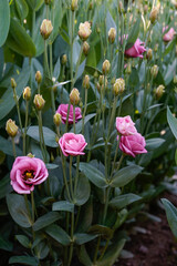 Fototapeta premium A flower bed of doublini rose Lisianthus flowers. Pink flowers.