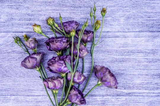Flat lay image of a bouquet of Roseanne Black Pearl Lisianthus flowers. Flowers are resting on a gray and white background.