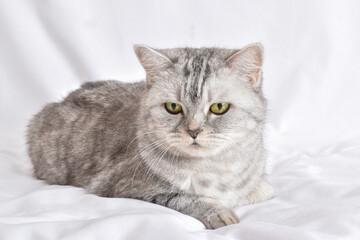 A gray striped cat lies on a white background.