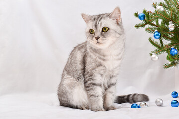 A cute grey striped Scottish cat sits next to a Christmas branch