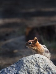 chipmunk on the rocks