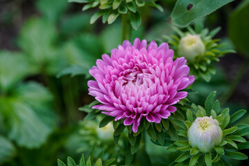 Obraz premium Single pink aster flower growing in a flower garden. Several flower buds, lots of greenery.