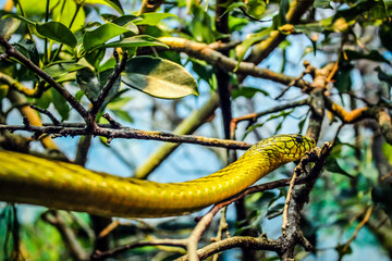 green snake in a tree