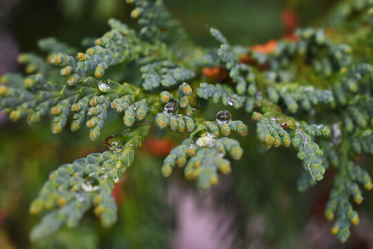 A close up image of a Western Cedar tree bough covered in tiny rain drops. 