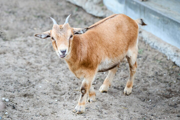 Brown dwarf goat or cameroon dwarf goat stands on stony ground with strange facial expression like bewilderment, surprise, disgust interest.