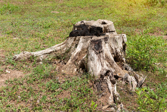 Dry tree stump in  the meadow - image with copy space,  dead tree.
