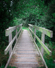 wooden bridge in the forest