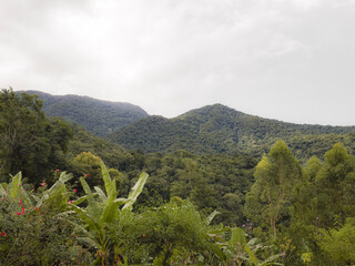 Obraz premium landscape with trees