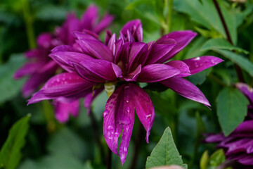 Side view of a large, purple dahlia flower growing outdoors.