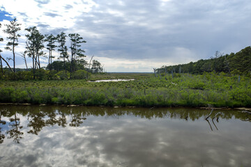 Fototapeta na wymiar Wetlands and marsh on the Virginia coast in USA in the late afternoon sun on an overcast day. A wetland is a distinct ecosystem that is flooded by water, either permanently or seasonally.