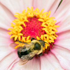 Bumblebee on a Flower