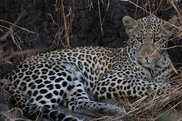 Leopard resting in a dry seasonal streambed near the Grumeti river in Tanzania