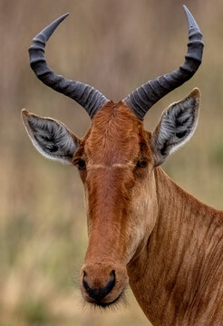Portrait of Hartebeest near the Mara River on the Serengeti in Tanzania, Africa