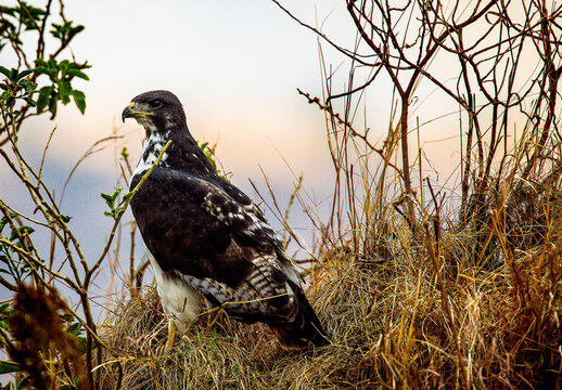 Augur Buzzard looking over the Serengeti plains in Tanzania, Arfica