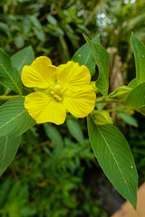 yellow flower in the garden