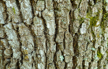 tree texture
