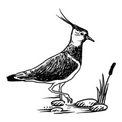 animal flying bird vector illustration