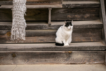 猫　神社で待つ猫　いつもいる猫　かわいい猫　癒しを与える猫　待ち猫
