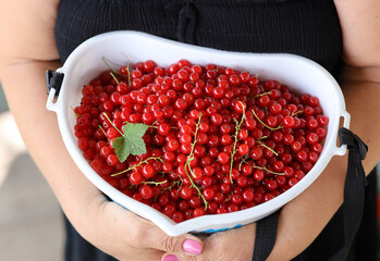 bucket of red currants