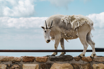Mountain goat stands on top of a ledge, enjoying the scenic view at the summit of Mt Evans Scenic Byway in Colorado