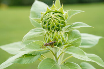 Close up of a grasshopper on a leaf of a sunflower. Sunflower  has not yet bloomed.