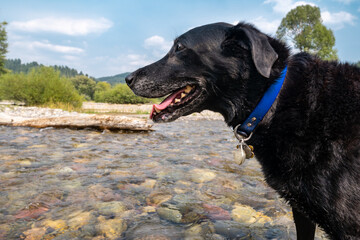Black labrador retriever dog near a creek and log, playing. 