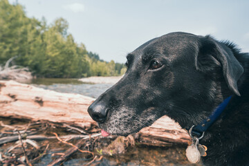 Black labrador retriever dog near a creek and log, playing. Tongue out