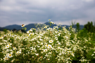 미국쑥부쟁이꽃