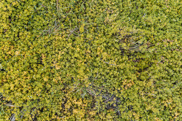 Mountainous grass called Tipo that grows in the grasslands of the Andes