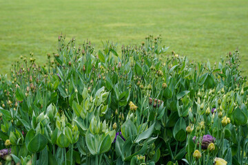 A flower bed full of lisianthus flower buds. 