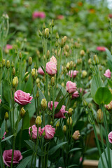 A flower bed of doublini rose Lisianthus flowers. Pink flowers.