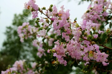 夏の終わり　ピンクのサルスベリの花　風景