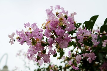 夏の終わり　ピンクのサルスベリの花　風景