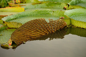 Exotic aquatic flora. Closeup view of Victoria cruziana, also known as Royal Water Lily, large...