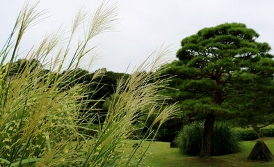 風になびく斑入りすすき　タカノハススキ　晩夏